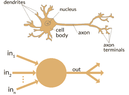 神经元树突与轴突
